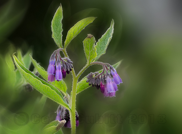 Consoude hérissée (Symphytum asperum)