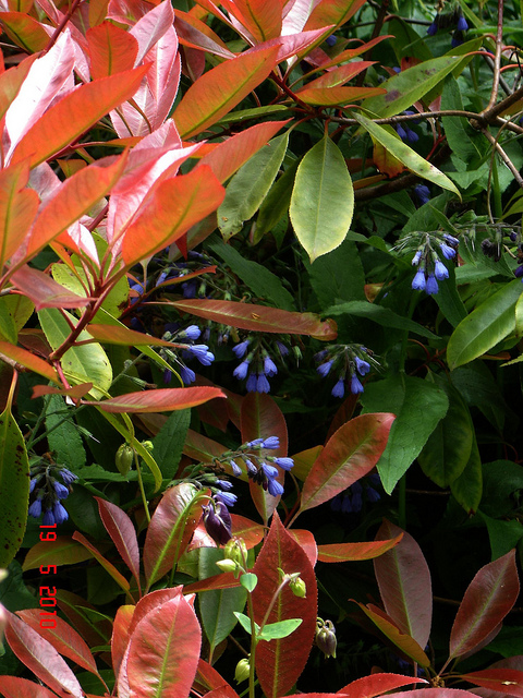 Consoude du caucase (Symphytum caucasicum)