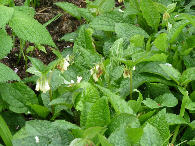 Consoude à grandes fleurs