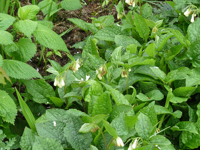 Consoude à grandes fleurs (Symphytum grandiflorum)