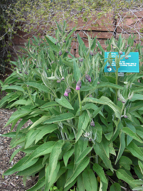 Consoude officinale