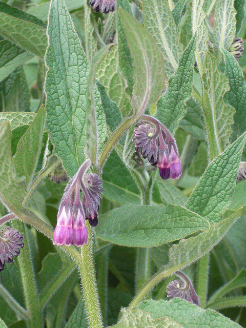 Consoude officinale