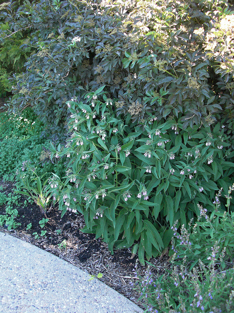Consoude officinale