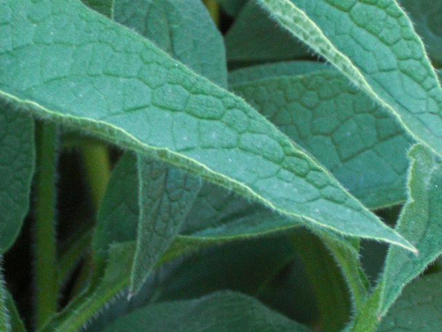 Consoude officinale (Symphytum officinale)