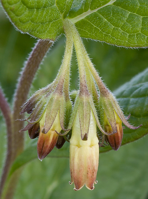 Consoude à tubercules (Symphytum tuberosum)