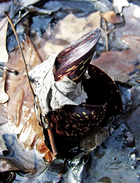 Symplocarpus foetidus
