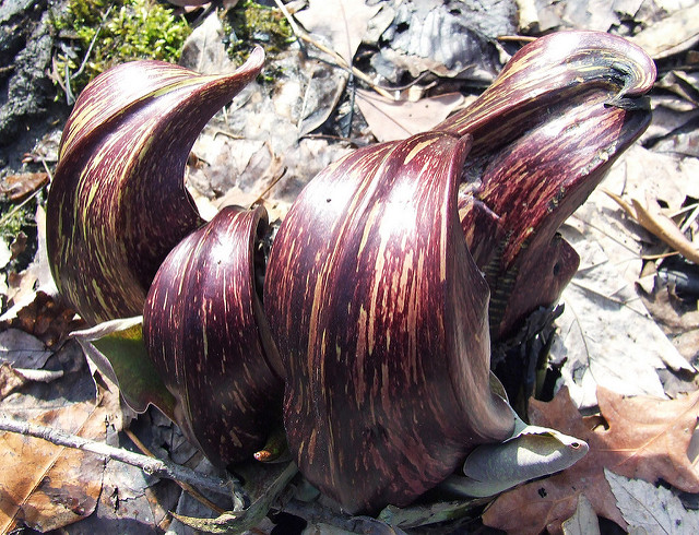 Symplocarpus foetidus