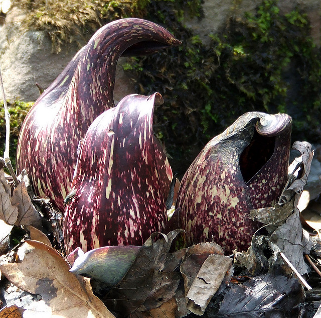 Symplocarpus foetidus