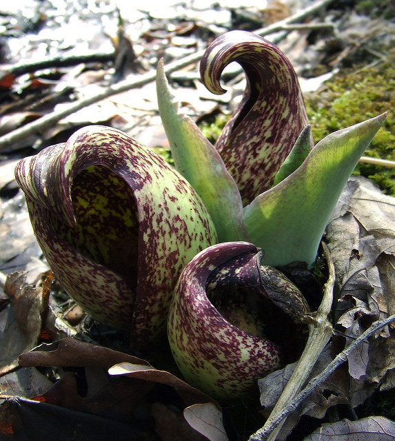 Symplocarpus foetidus