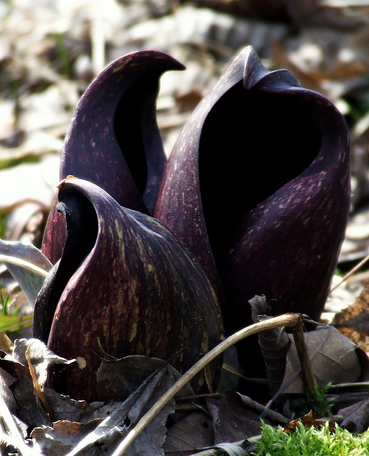 Symplocarpus foetidus