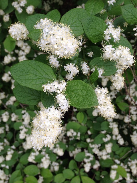 Symplocos paniculata