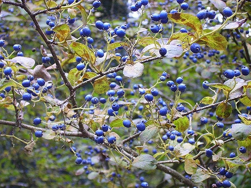 Symplocos paniculata