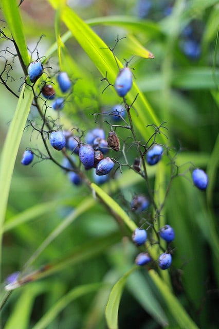 Symplocos paniculata