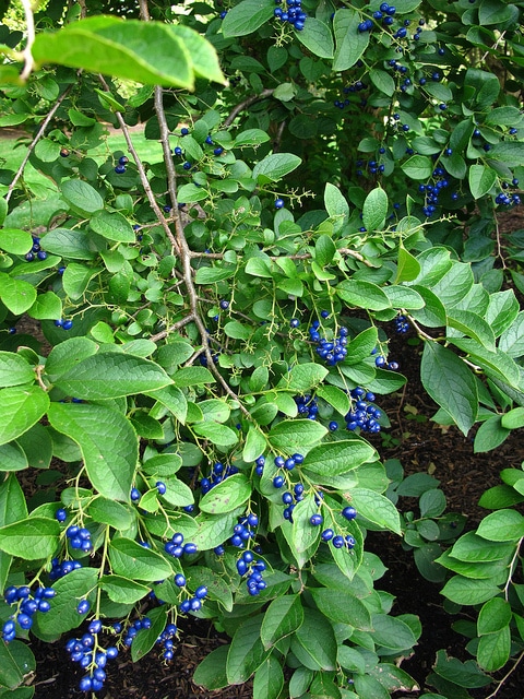 Symplocos paniculata