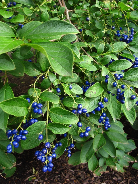 Symplocos paniculata