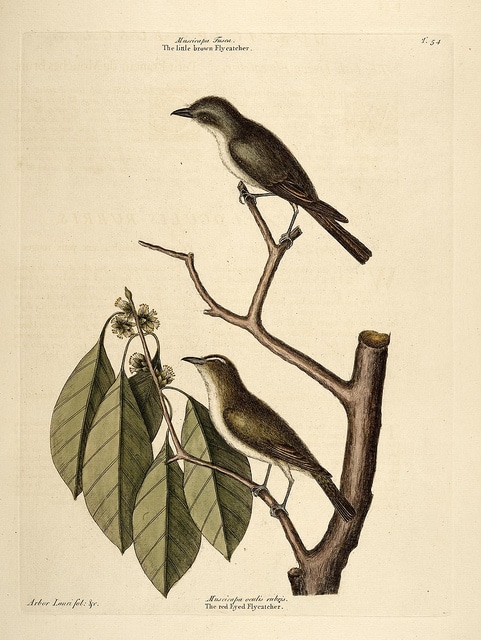 Symplocos tinctoria