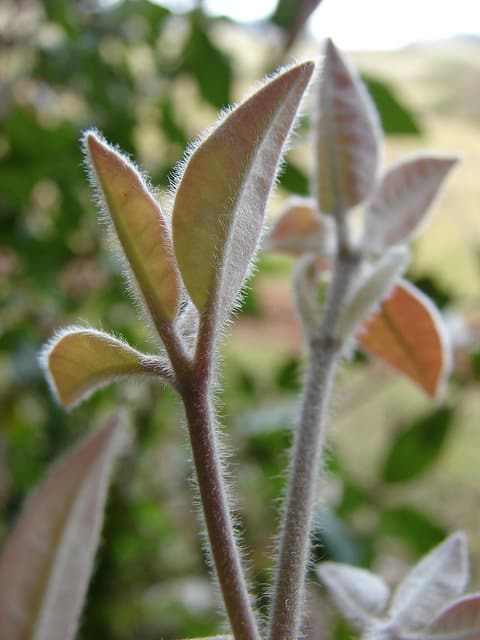 Syncarpia glomulifera