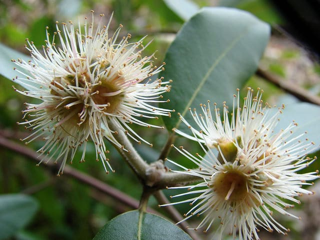 Syncarpia glomulifera