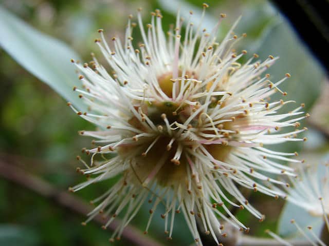 Syncarpia glomulifera