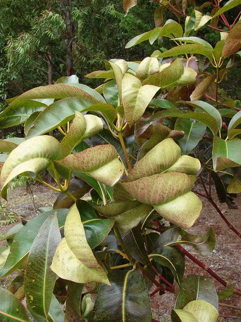 Syncarpia glomulifera