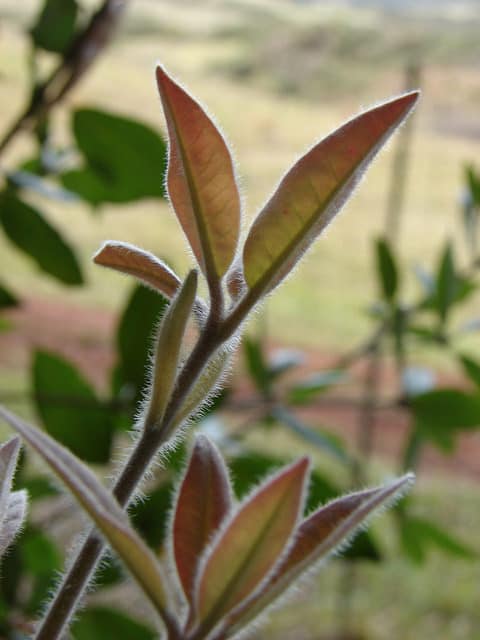 Syncarpia glomulifera