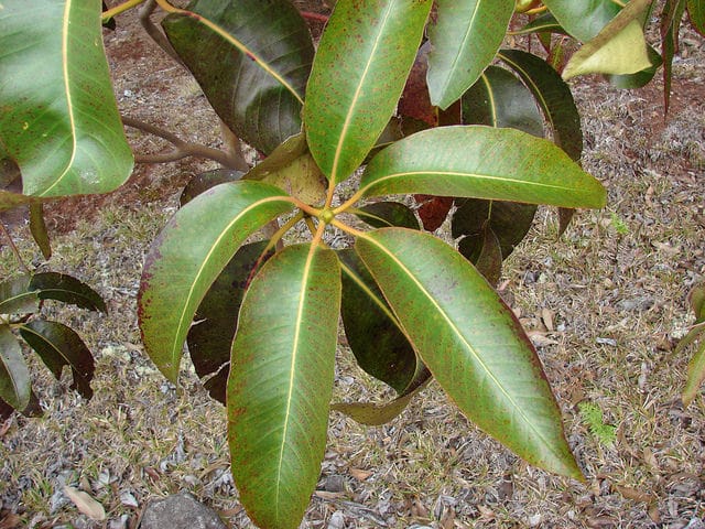 Syncarpia glomulifera (Syncarpia glomulifera)