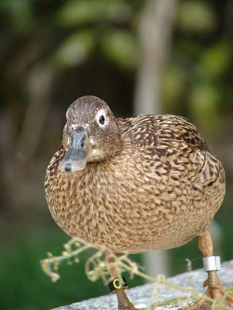 Syngonium podophyllum