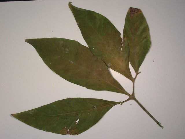 Syngonium podophyllum