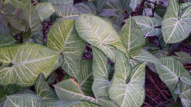Syngonium podophyllum