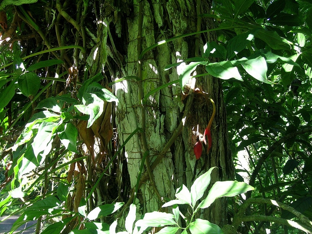 Syngonium podophyllum