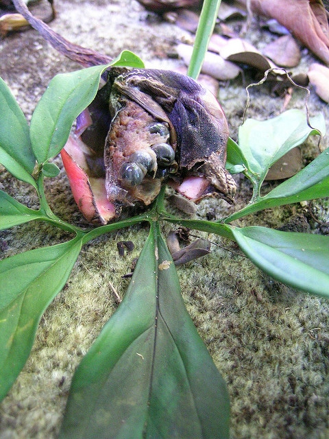 Syngonium podophyllum