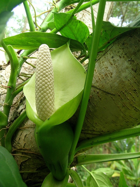 Syngonium podophyllum