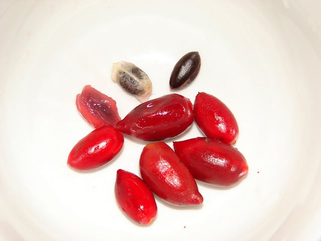 Fruit miracle