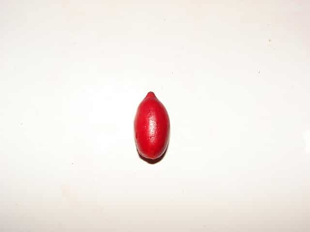 Fruit miracle