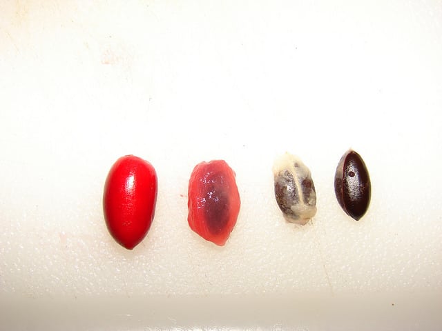 Fruit miracle
