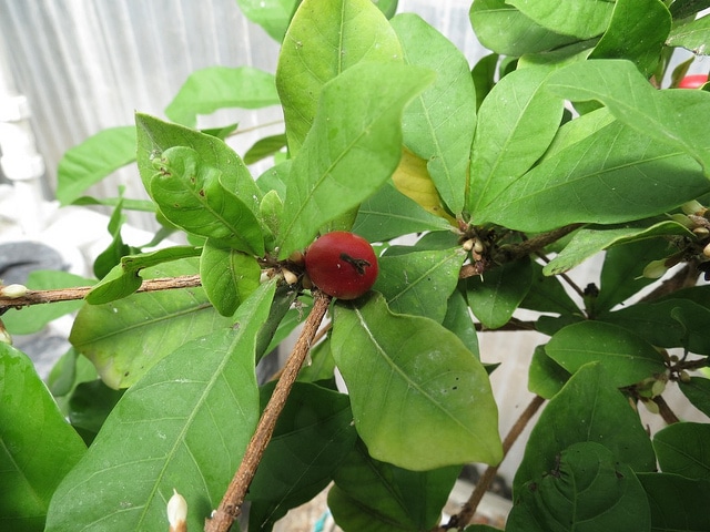 Fruit miracle (Synsepalum dulcificum)