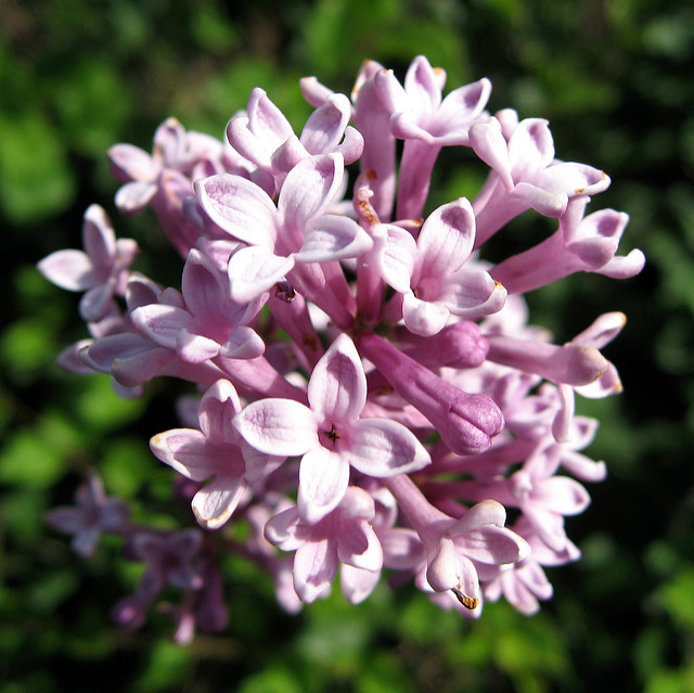 Lilas de hongrie
