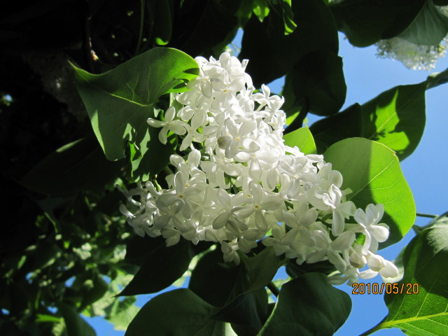 Lilas de hongrie