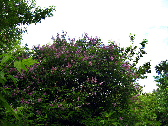 Lilas de hongrie (Syringa josikaea)