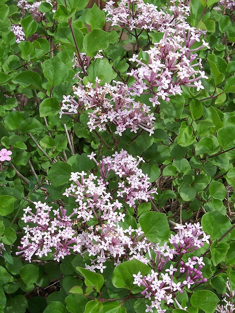 Syringa meyeri
