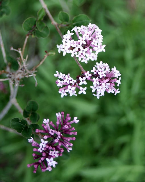 Syringa meyeri