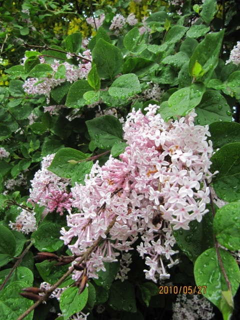 Syringa meyeri