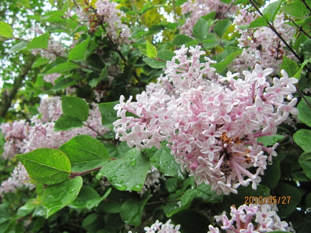 Syringa meyeri