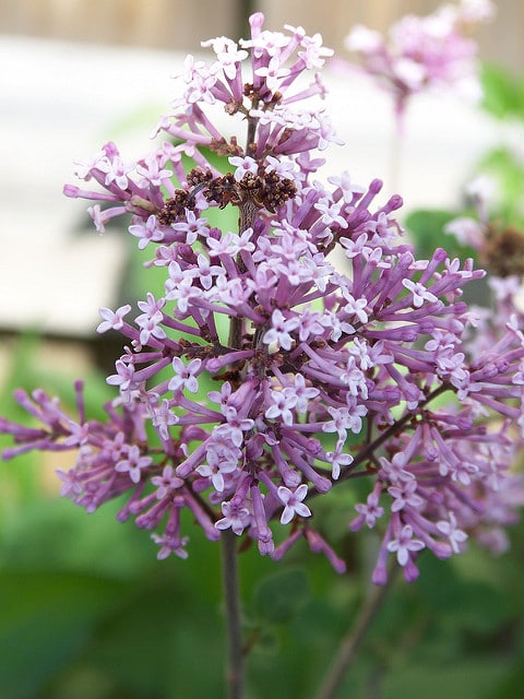 Syringa meyeri