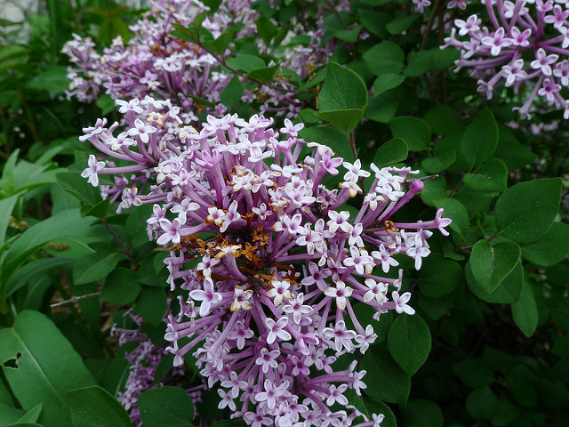 Syringa meyeri