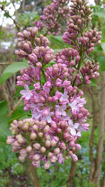 Syringa oblata
