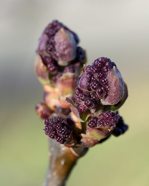 Syringa oblata