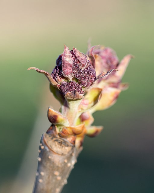 Syringa oblata