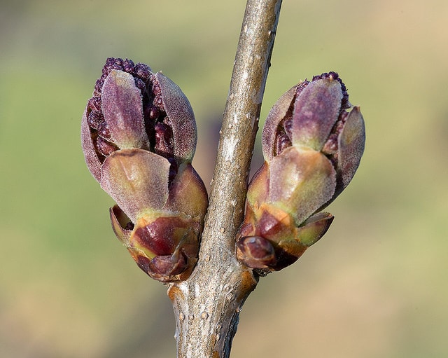 Syringa oblata