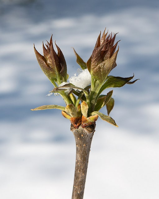 Syringa oblata
